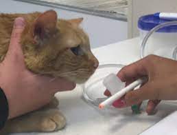 Case Study Feline Allergic Bronchitis Feline Asthma Iowa Veterinary Specialties