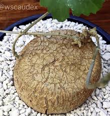 Image result for Kedrostis africana