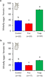 Image result for whitefly in cucumber
