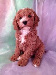 We are no longer breeding cockapoo's at this time. Red Mini Cockapoo Cheap Buy Online