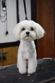 Cute Example Of A Teddy Clip On A Maltese With A Bit Of Japanese Style Flair Maltese Dogs Dog Grooming Styles Dog Haircuts
