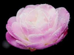Purple Camellia Flowers Google Search