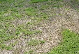 Will bermuda grass take over centipede grass? Be Patient And Wait For Centipedegrass To Green Up On Its Own Caes Newswire