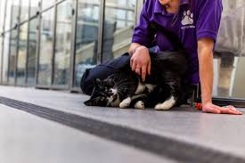 ‪How to Look After a Cat - Pet Cat Care Advice‬‏