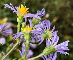 Image result for Aster chimanimaniensis