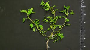 Here are some of the steps that you can utilize to get rid chickweeds out of your lawn. Common Chickweed Nc State Extension Publications