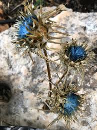 Image result for Indigofera mimosoides