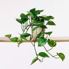 Pin On House Plants Advice
