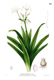 Image result for Crinum verdoorniae