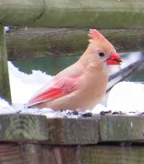 The cardinal bird also takes its name from the cardinal bishops. 61 Cardinal Odd Colored Ideas In 2021 Cardinal Cardinal Birds Animals