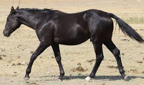 Black And Brown Quarter Horse Mri Black Spark Aqha 5768640 Horses American Quarter Horse Horse World
