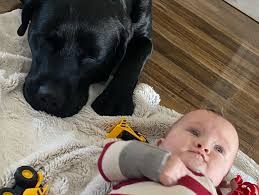 Central Montana Gun Dogs (@centralmontanagundogs) • Instagram photos and  videos