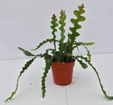 Uskc live cactus plants fishbone cactus (2.5 pot). The Odd And Edible Zigzag Cactus Laidback Gardener