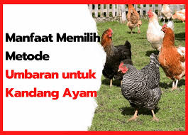 We did not find results for: Manfaat Memilih Menggunakan Metode Umbaran Untuk Kandang Ayam Anda