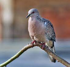 Jenis Burung Derkuku Terbaik Di Indonesia Info Guyub Rukun Derkuku Puter Pelung