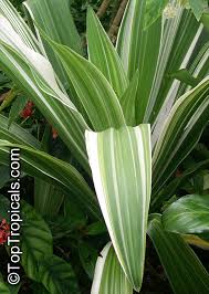 Swamp or spider lily vertical stock photo & more pictures. Crinum Asiaticum Swamp Lily River Lily Spider Lily Toptropicals Com