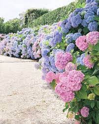 Hydrangea Heaven 16 Dreamy Gardens To Make You Fall In Love With Summer Hydrangea Landscaping Hydrangea Garden Peonies And Hydrangeas