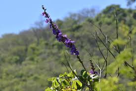 Image result for Macropsychanthus