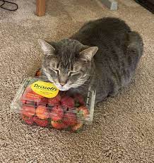 Are Strawberries Okay For Cats Www Sassycleanersmd Com