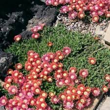 Image result for Delosperma mahonii