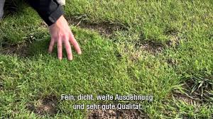 Raigrás da itália (lolium multiflorum lam ^3). Rpr Selbstregenerierendes Deutsches Weidelgras Youtube