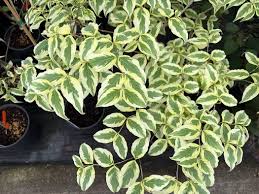 Image result for Cornus