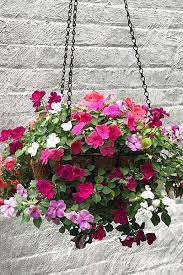 Maybe you would like to learn more about one of these? Shade Loving Outdoor Plant For A Flower Hanging Basket My Growing Creative Life