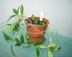 According to ted green's website, this plant is xerophytic, meaning a plant adapted to an arid environment, and should be grown dry in the winter time. Hoya Australis Ssp Rupicola K D Hill 1988 Forster Liddle 1991 Simones Hoyas