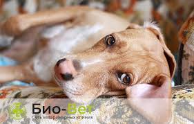 prichiny vydelenij u sobak iz petli gnojnye i korichnevye vydeleniya