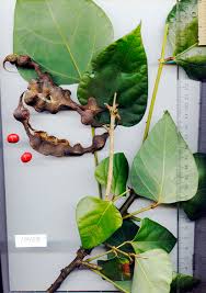 Image result for Erythrina livingstoniana
