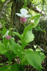 Image result for Brachycorythis buchananii