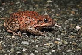 Image result for Pouchetia baumanniana