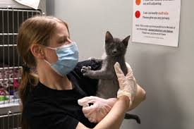 Provides low cost, high quality spay and neutersurgeries and vaccines for domestic, feral cats and dogs. Low Cost Spay And Neuter Clinic Reopens To Growing Demand Tbnewswatch Com