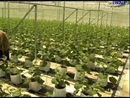 Tanaman rock melon amat mudah untuk ditanam dan berpotensi menjana keuntungan namun pengusaha tanaman ini perlu juga memberikan komitmen tinggi sekiranya ingin berjaya. Montaj Rock Melon Projek Di Bawah National Blue Ocean Strategy Youtube