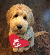 Maybe you would like to learn more about one of these? Australian Labradoodle Breeder Pa Spring Valley Labradoodles