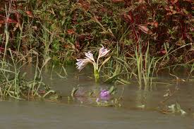 Image result for Crinum ornatum (Aiton) Herb.
