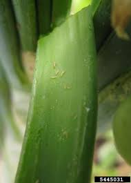 Image result for Onion Thrips
