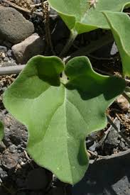Image result for Commicarpus helenae
