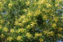 Image result for Acacia ataxacantha