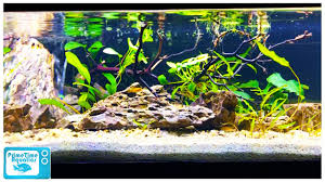 Java moss is a supremely popular floating aquarium plant, due to it's hardy nature and easy care. Plant Showdown Real Plants Vs Fake Plants Really Yes Youtube