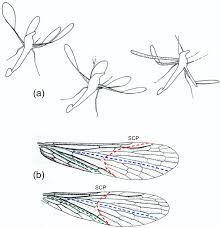 Adblock has been known to cause issues with site functionality. Insects Free Full Text The Geometry And Mechanics Of Insect Wing Deformations In Flight A Modelling Approach Html