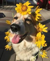 Maybe you would like to learn more about one of these? Imagem De Dog Flowers And Yellow Cute Animals Dog Love Puppies