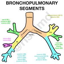 And, like most organs, your lungs can also develop a variety of conditions that impact your health. Bronchopulmonary Segments Rk Md
