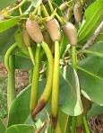 Image result for Cassipourea mollis