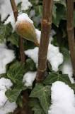 Image result