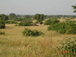 Image result for Solanecio cydoniifolius