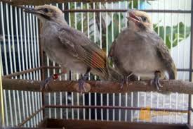 We did not find results for: Sepasang Cucak Rowo Jantang Betina Anakan Kab Sidoarjo Jualo