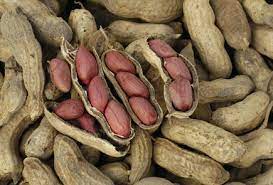 Apr 22, 2021 · peanuts need a lot of space to spread out (more on that below), so give them between 12 and 18 inches of space. Growing Peanuts At Home Southern Exposure Seed Exchange