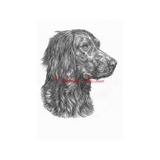 Image result for německý ohař dlouhosrstý