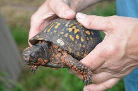 Central Pennsylvania Box Turtle At Least 70 Years Old Pennlive Com